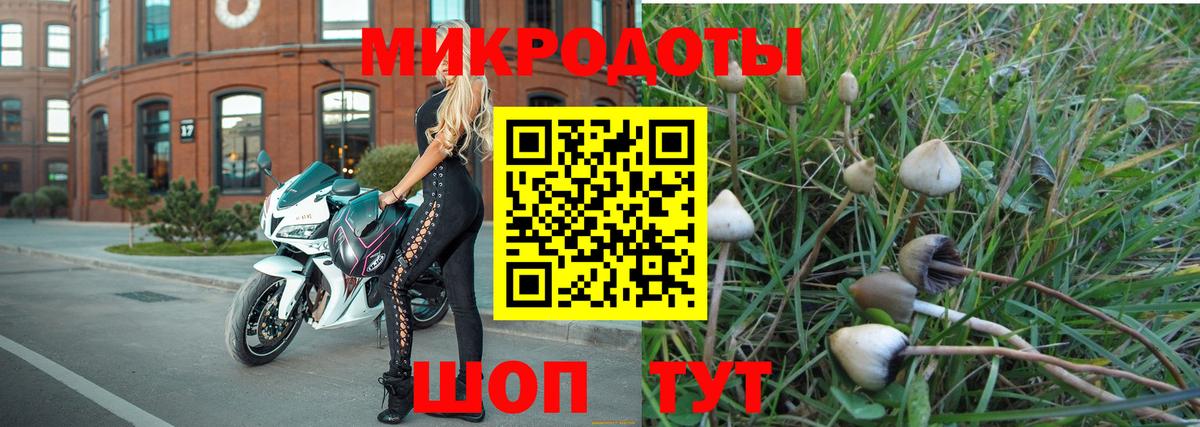 Галлюциногенные грибы Psilocybe Клинцы